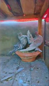 Most Beautiful Fancy Pigeons in the World 🕊️ | Rare Colors & Stunning Pigeon Breeds