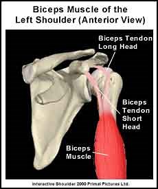 Speed's Test For Long Head Biceps Tendonitis - Physical Therapy Web