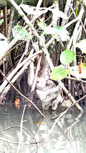 8.5K views · 907 reactions | Watch this baby sloth relieving itself in water, following their mothers' lead! Living above a river that flows to the beach, these sloths have been spotted using the river for drinking water and their unique bathroom routine. Credit: @puertoviejotours_cr . #Sloth #BabySloth #cute #CostaRica #Weird #Unusual | The Sloth Conservation Foundation | Facebook