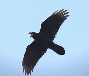 Caw vs. Croak: Inside the Calls of Crows and Ravens | Bird Academy • The Cornell Lab