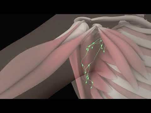 Axillary Anatomy: 3D Animation of Axillary Lymph Node Dissection Procedure Part - 1