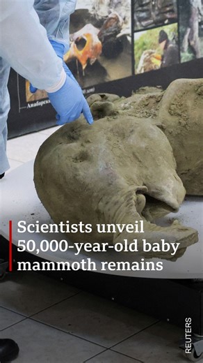 60K views · 1.2K reactions | Researchers in Siberia are conducting tests on a juvenile mammoth whose remains were discovered in thawing permafrost after more than 50,000 years.  The curious trade in mammoth ivory: https://bbc.in/3PiKCha | BBC World Service | Facebook