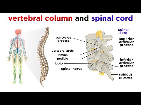 The Central Nervous System: The Brain and Spinal Cord