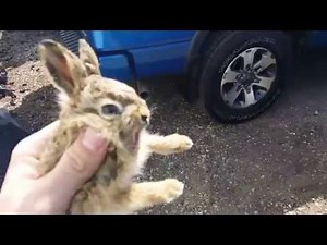 Baby Bunny Attacks