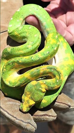 GREEN TREE PYTHONS #snakes #greentreepython #shorts
