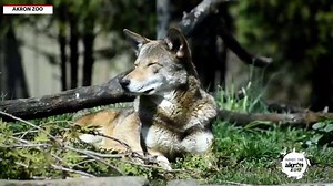 9.1K views · 96 reactions | Red wolves are the most endangered canid in the world. There are only about 20 wolves estimated to be living in their native habitat. The Akron Zoo is home to two red wolves, Waya and Juno. | The National Desk - TND | Facebook