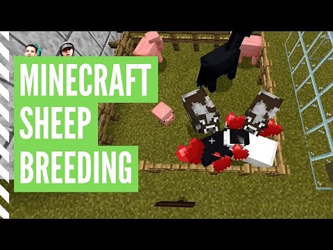 How To Breed SHEEP In Minecraft