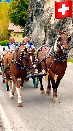🌸🐄 “The Colorful Cow Festival of Switzerland! 🇨🇭