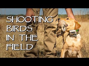 Labrador Retriever Shooting Birds In The Field - Gun Dog Training