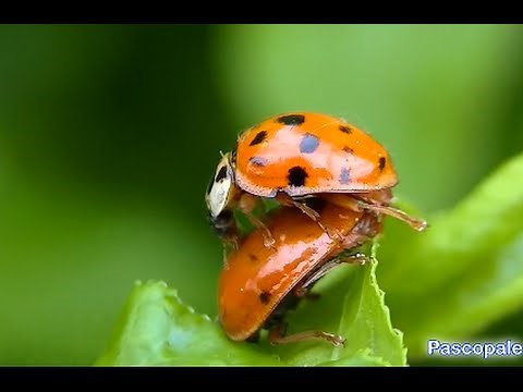 L'accouplement de la Coccinelle ( superbe vidéo )