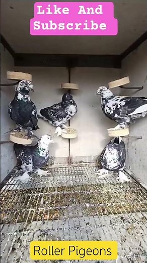 Roller Pigeons