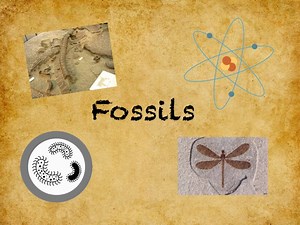 Fossils