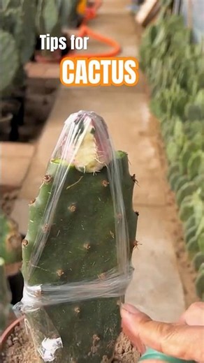 Cactus Grafting Tutorial 🌵 Easy Steps to Create Unique Hybrid Cacti
