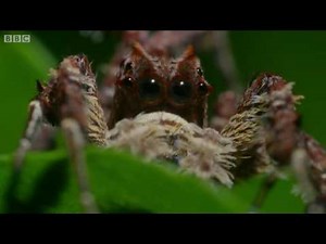 Portia Spider from BBC’s The Hunt