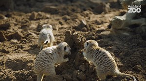 In the latest instalment of our Keeper Chat series you’ll be delighted to meet our mischievous meerkat mob, as carnivore keeper Bianka gets ready just one of their FIVE daily feeds. Behavioural enrichment is a huge part of daily life at Auckland Zoo. It allows animals to use their natural adaptations, and engages their inquisitive minds. A really simple way to do this is mix up their feeding patterns – and today Bianka is burying their bugs in sandcastles and in underground tunnels. Importantly,