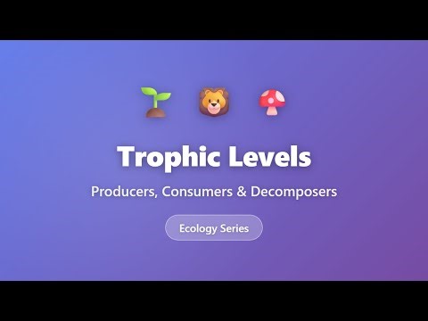Trophic Levels Explained: Producers, Consumers & Decomposers | Ecology Basics