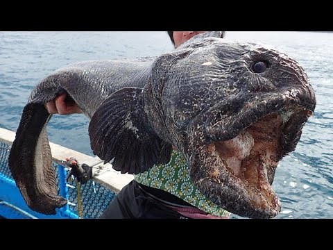 12 Mysterious Creatures Discovered After Tsunamis