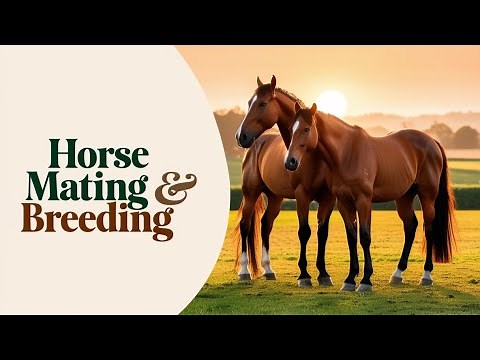 Horse Mating & Breeding Explained | Equine Reproduction & Courtship Rituals #HorseMating #mating