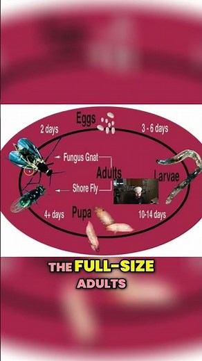 The Life Cycle of Gnats: How They Affect Your Plants?