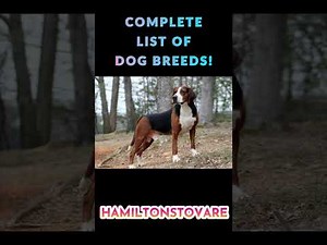 EVERY DOG BREED IN THE WORLD ( A - Z ) with images "Types Of Dogs"