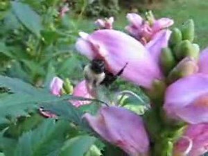 Bumblebee visiting Turtlehead Flowers