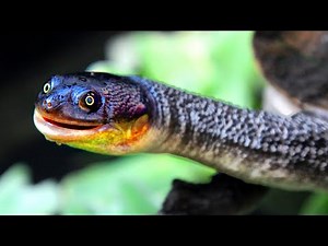 15 MOST Beautiful Snakes