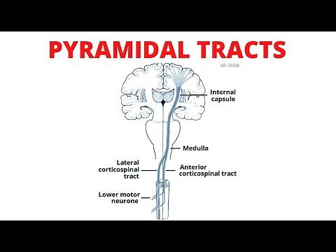 Corticospinal Tract | Pyramidal Tract