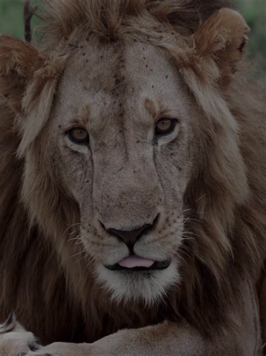 ☠️☠️☠️ #lions #lionfights #wildlife #wild #aura