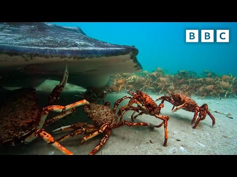 The incredible unity of the spider crab | Spy in the Ocean - BBC