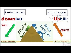 Mechanism of transcellular transport