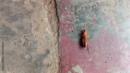 Overhead view of cockroach lying on its back, struggling and twitching
