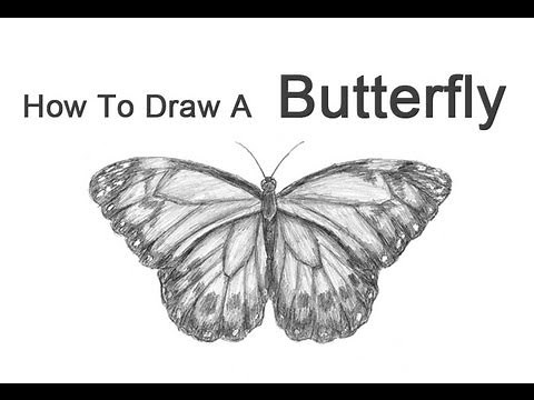 How to Draw a Butterfly