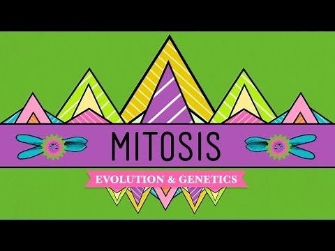 Mitosis: Splitting Up is Complicated - Crash Course Biology #12