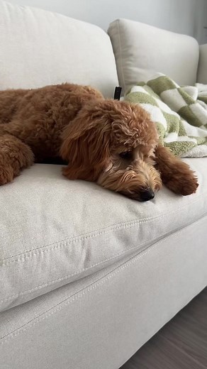 Incredible Target Sectional Sofa Review