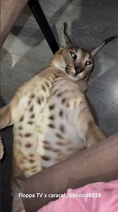 Floppa Typhoon is a Cute Caracal #каракал