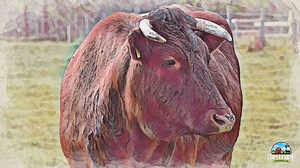 Age to Breed Cattle: How Long Do Older Cows Reproduce?