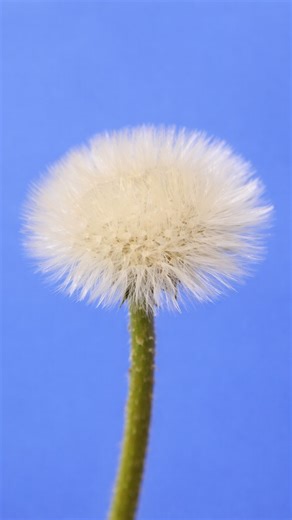 World in Motion 🕹️ on Instagram: "Dandelions follow a straightforward life cycle that starts when a tiny seed carried by the wind settles on soil and begins to grow. The young plant develops a low rosette of leaves that absorb sunlight to produce energy, while a strong taproot extends deep underground to store nutrients. As the plant reaches maturity, it produces a hollow stem topped with a bright yellow flower. After pollination, or in some cases without it, the flower turns into a round seed