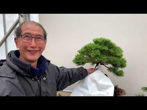 Bonsai Made Easy - How to make a bonsai from a Pine