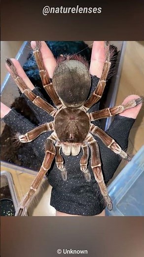 Goliath Birdeater | The Bird Eating Spider