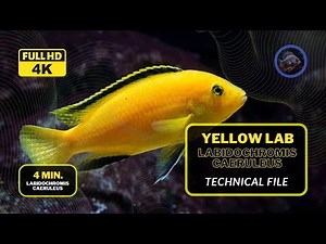 "Yellow Lab Cichlid: A Technical Exploration of this Beautiful fish 🐠 | Ultimate Guide (4K Video)"