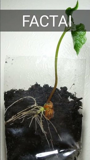 Explosive Seeds: The Sandbox Tree's Survival Strategy #facts