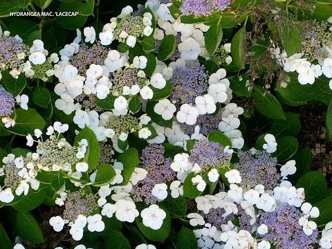 Hydrangea macrophylla 'Lacecap'