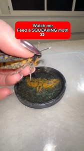 Moth feeding time | Jumping spider & Moth life