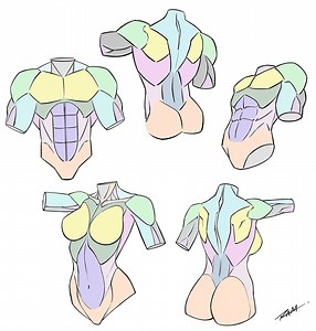 How to Draw the Torso with Simplified Anatomy - Ram Studios Comics