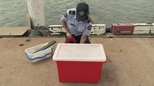 29K views · 94 reactions | Know how to correctly measure a crab? Follow these simple steps in our ‘Fish for the future: responsible crabbing’ video and you won't go wrong. | Fisheries Queensland | Facebook