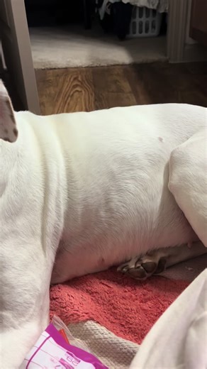 RubesTheDiabeticDog on TikTok