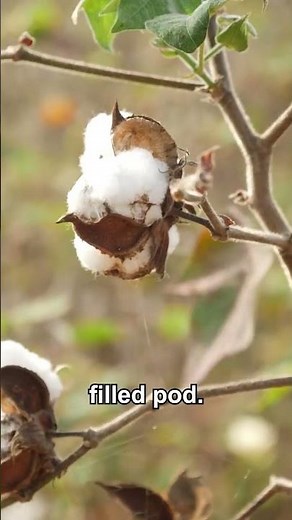 Making Yarn from Cotton 🌱🧵 | Cotton to Yarn Steps Explained! | #Shorts | Power Learn Senior