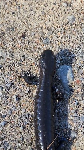 Blue Spotted Salamander up close