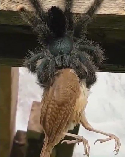 tarantula eating bird | spider eating bird | giant spider eating birds | behind the world |