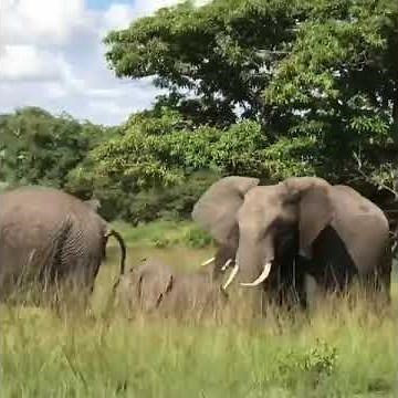 ELEPHANT MATING FOR THE FIRST TIME: Elephant mating at Serengeti national park, Bull mates female